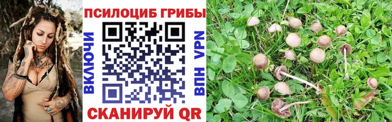 Псилоцибиновые грибы Cubensis  Купить где  Карабаш 